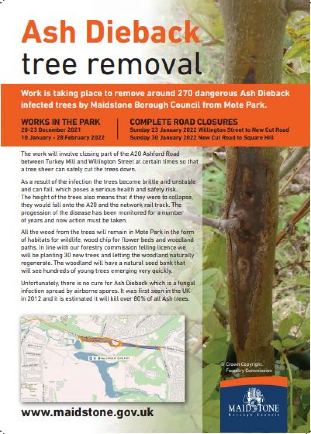Ash Dieback trees to be removed from Mote Park