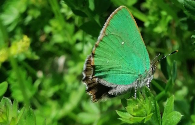 Local authority becomes first UK council to recognise rights of nature