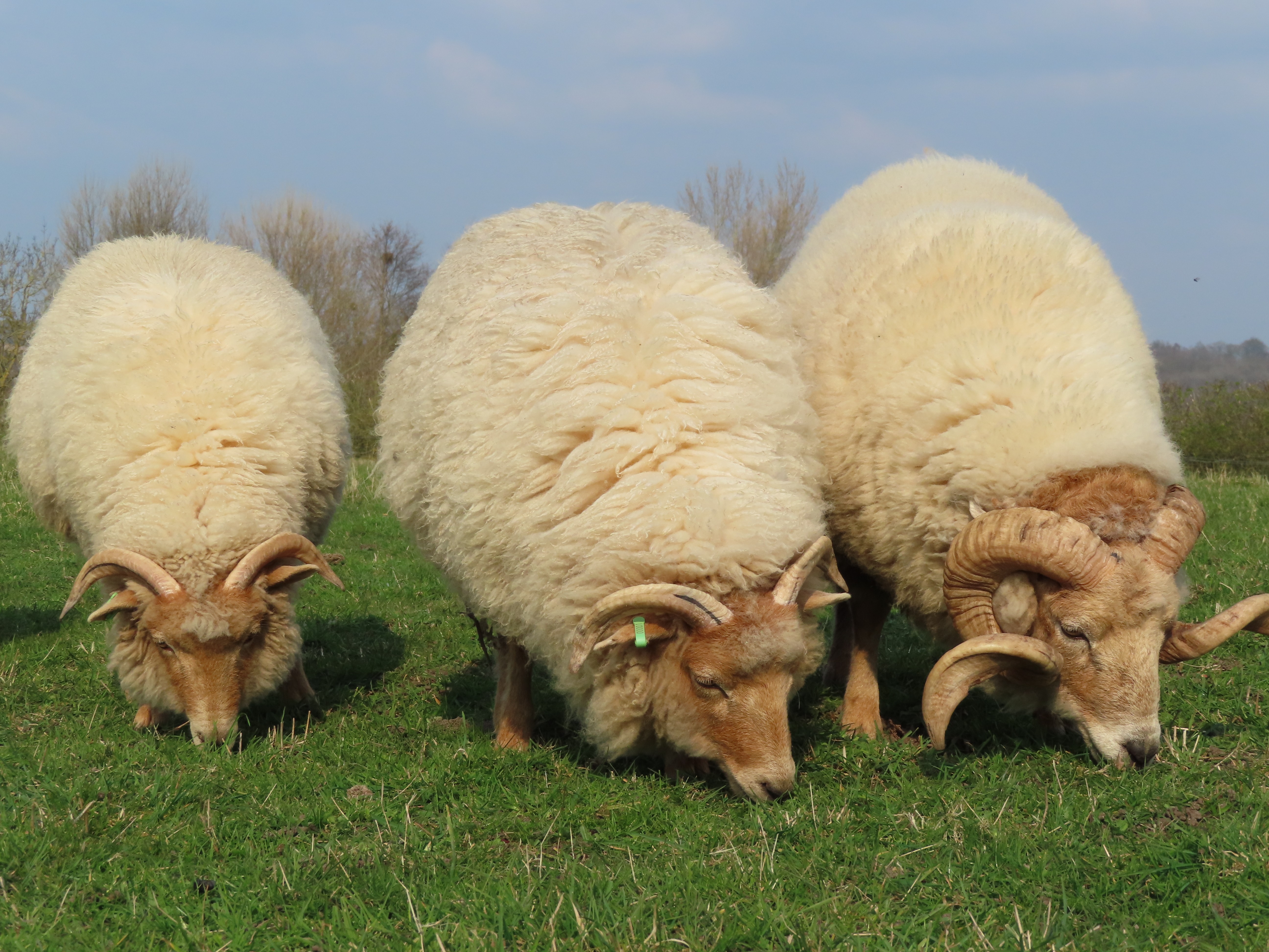 Shepherding in a new era of land management in Maidstone image