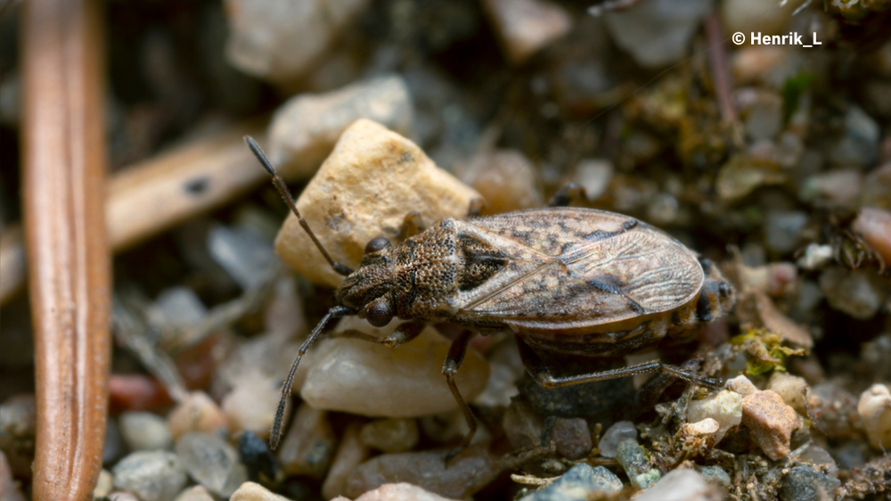 Advice issued following reports of false chinch bugs in Fant