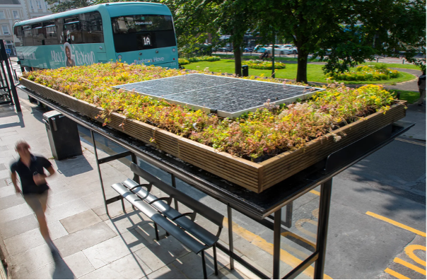 Biodiversity boosting bus shelters set to transform Maidstone