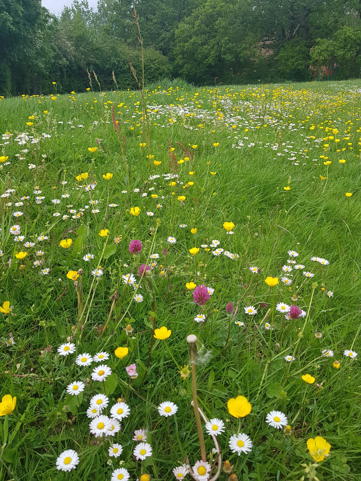 ‘No Mow May’ in five Maidstone areas  