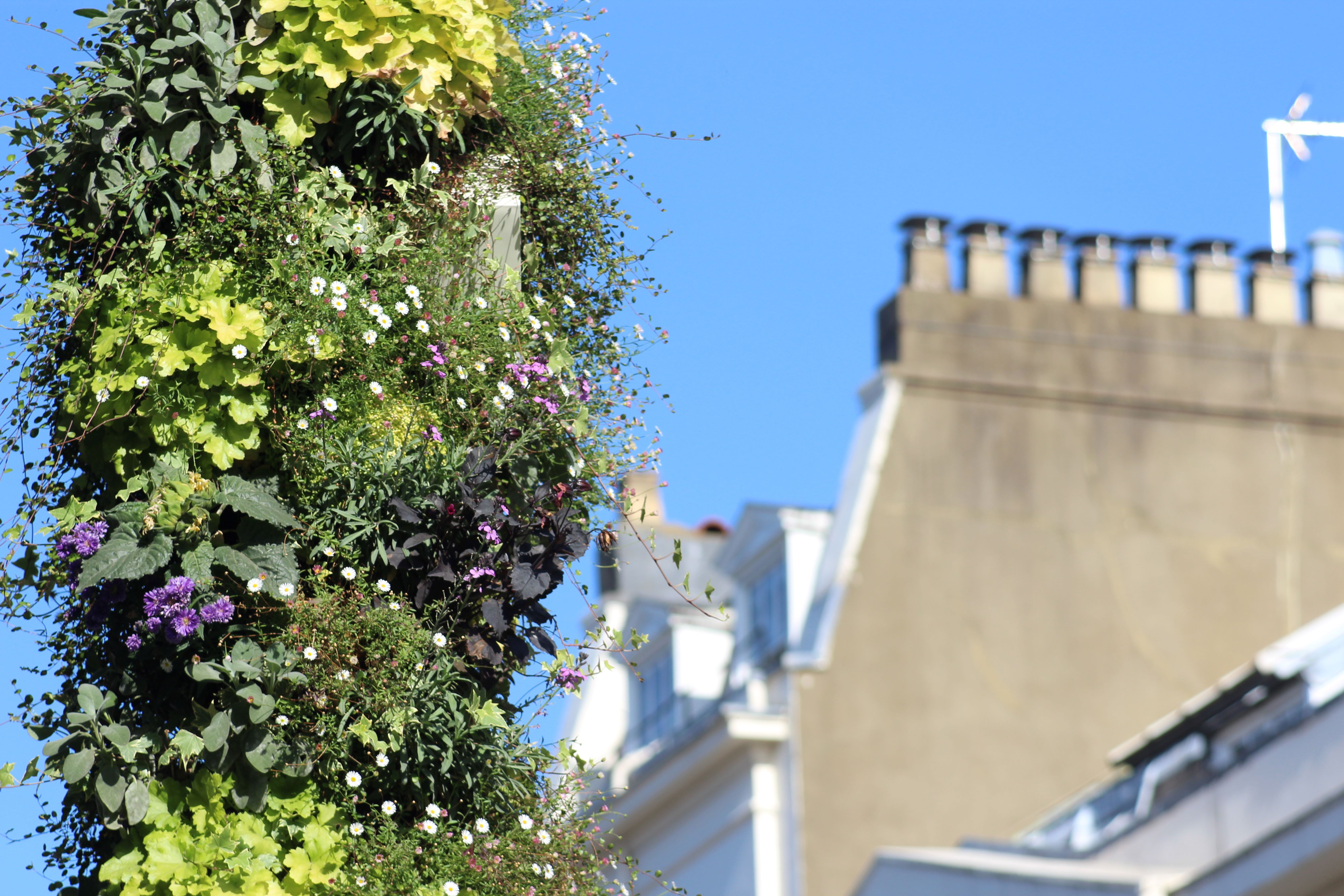 MBC starts work Greening & Lighting Town Centre image