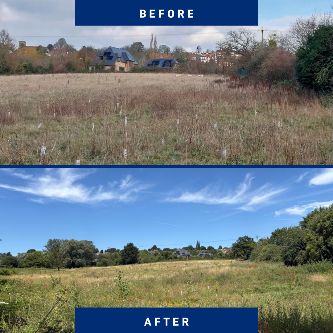 Image showing before and after of field, the before is darker with grass second shows fresh meadow in flower