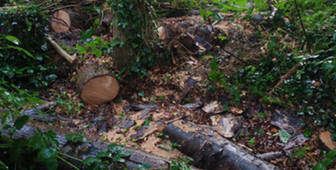 Tree vandals destroy parts of ancient woodland habitat