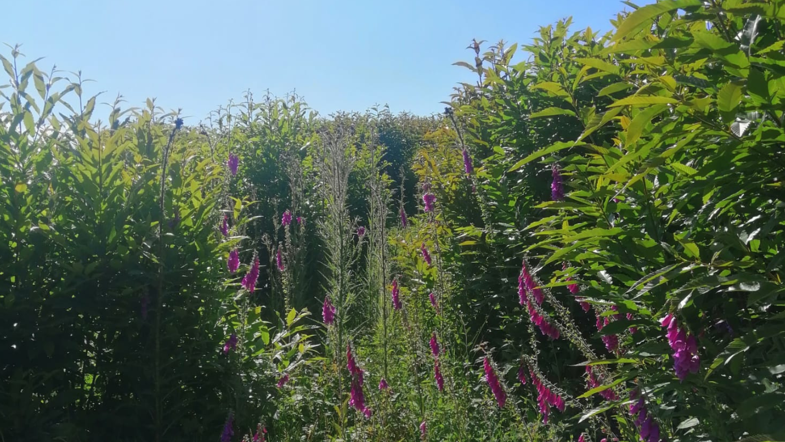 Image for Maidstone Borough Council raises concerns over proposed Hermitage Quarry expansion