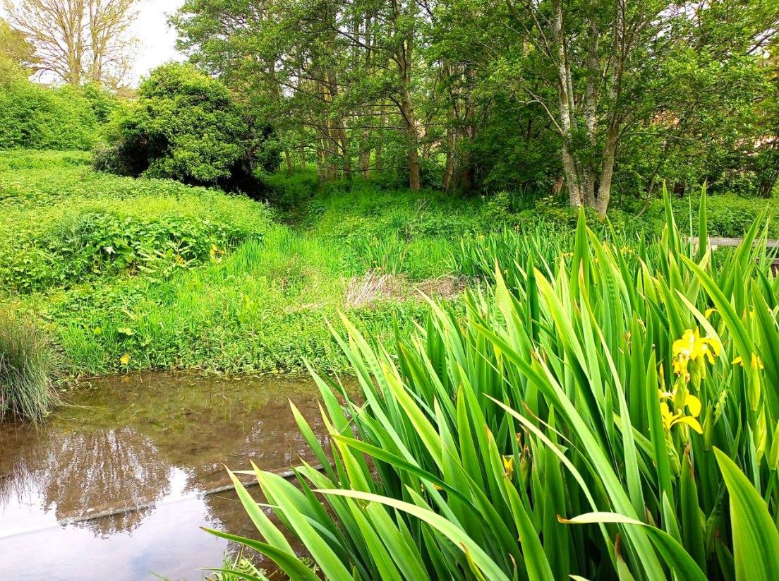 Three new nature reserves for Maidstone
