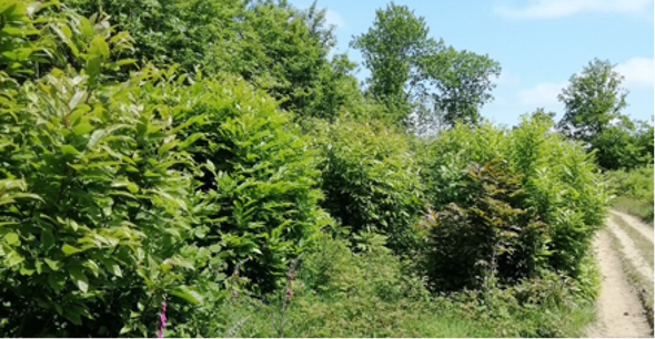 Residents encouraged to have their say on Kent Mineral Sites Plan consultation image