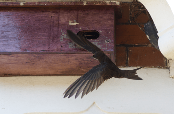Swift box installation begins